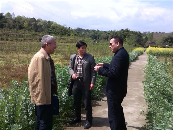 四川省生态农业发展促进会秘书长李华坤和冯永德专家到大邑桑树种植基地调研