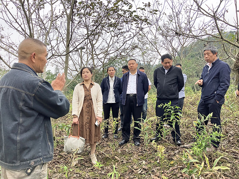 宜宾职业技术学院党委副书记徐劲松率博士教授调研指导筠连黄精产业发展